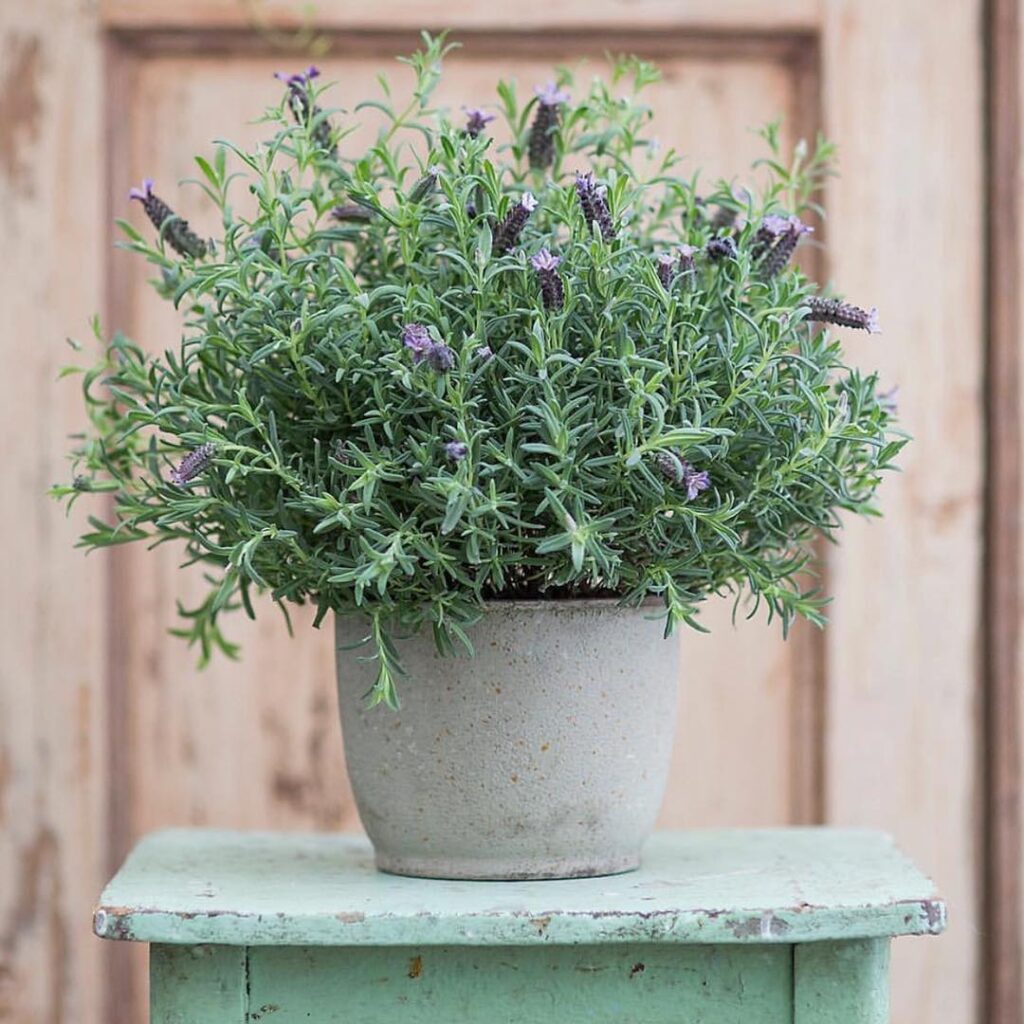 Container Herb Garden Ideas: Easy & Beautiful Ways to Grow Your Own ...